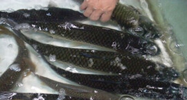 �_��ˮ�aƷ�Ј�471���~�w�ȱ�����ж��Oˎ